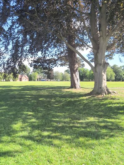 Two mature trees shading a broad grassy playing field, a small building in the distance.